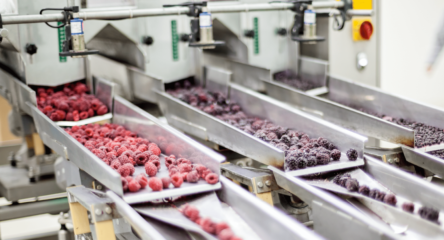 Förderbänder mit Himbeeren und Brombeeren in einer Lebensmittelfabrik